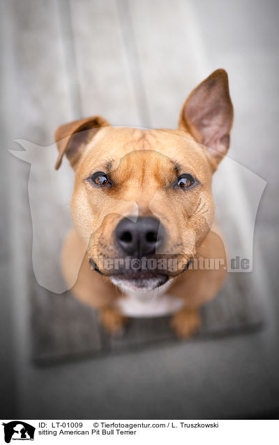 sitting American Pit Bull Terrier / LT-01009