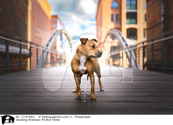 stehender American Pit Bull Terrier / standing American Pit Bull Terrier / LT-01043