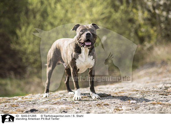 stehender American Pit Bull Terrier / standing American Pit Bull Terrier / SAS-01285