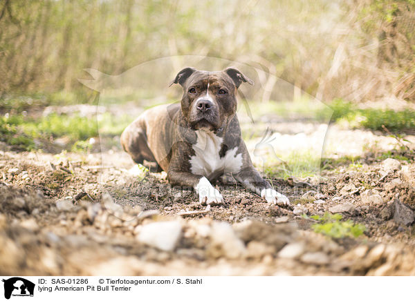 liegender American Pit Bull Terrier / lying American Pit Bull Terrier / SAS-01286