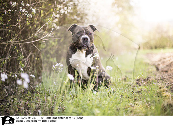 sitting American Pit Bull Terrier / SAS-01287
