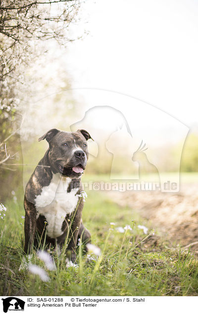 sitzender American Pit Bull Terrier / sitting American Pit Bull Terrier / SAS-01288