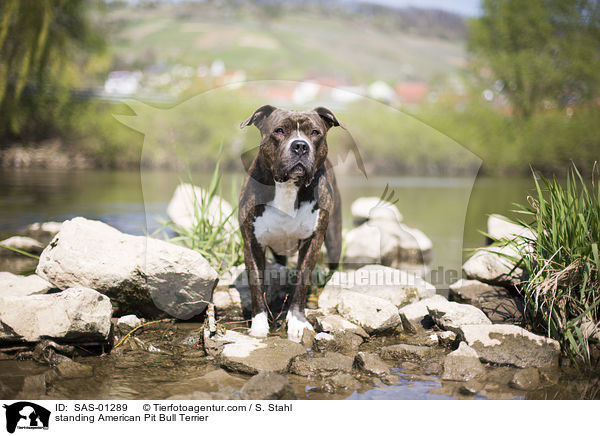 stehender American Pit Bull Terrier / standing American Pit Bull Terrier / SAS-01289