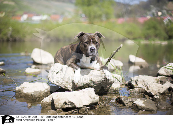 liegender American Pit Bull Terrier / lying American Pit Bull Terrier / SAS-01290