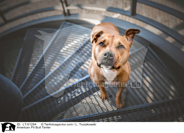 American Pit Bull Terrier / American Pit Bull Terrier / LT-01294