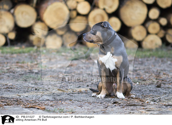 sitzender American Pit Bull / sitting American Pit Bull / PB-01027