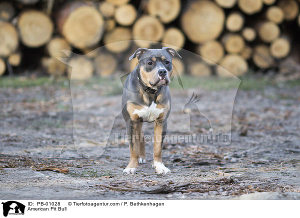American Pit Bull / American Pit Bull / PB-01028