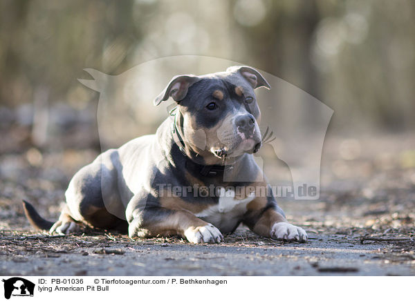 lying American Pit Bull / PB-01036