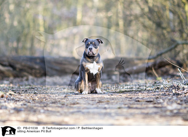 sitting American Pit Bull / PB-01038