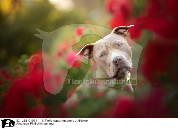American Pit Bull im Sommer / American Pit Bull in summer / JEB-01071