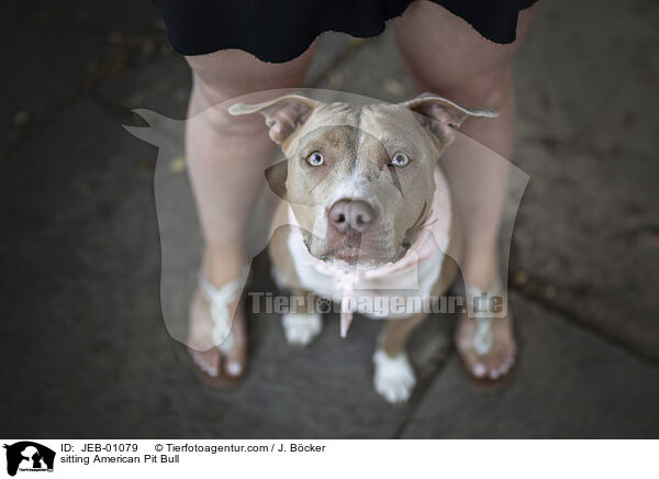 sitzender American Pit Bull / sitting American Pit Bull / JEB-01079