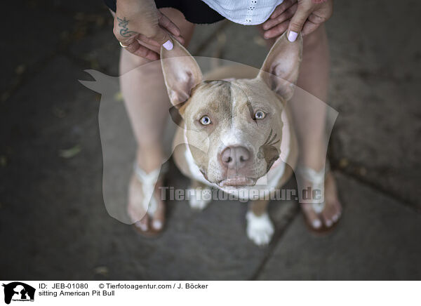 sitting American Pit Bull / JEB-01080