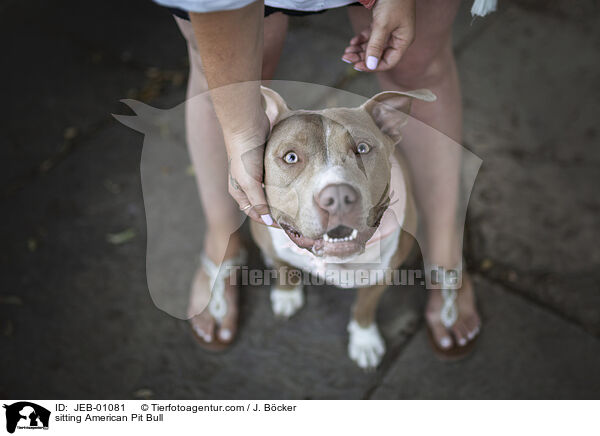 sitzender American Pit Bull / sitting American Pit Bull / JEB-01081