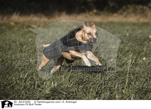 American Pit Bull Terrier / American Pit Bull Terrier / AA-01002