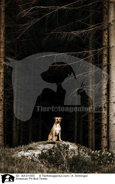 American Pit Bull Terrier / American Pit Bull Terrier / AA-01005