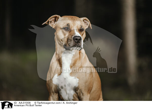 American Pit Bull Terrier / American Pit Bull Terrier / AA-01008