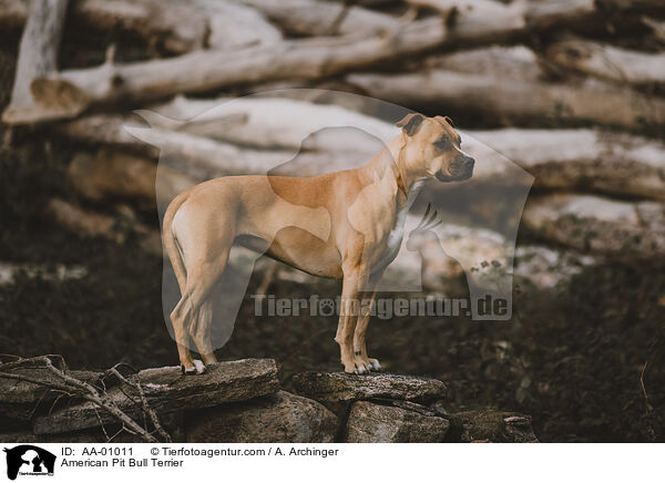 American Pit Bull Terrier / American Pit Bull Terrier / AA-01011