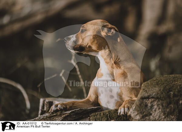 American Pit Bull Terrier / American Pit Bull Terrier / AA-01012
