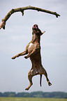 jumping american Pitbull