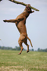 jumping american Pitbull