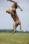 jumping american Pitbull