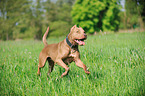 running American Pit Bull Terrier