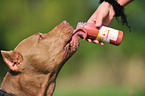 drinking American Pit Bull Terrier
