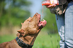 drinking American Pit Bull Terrier