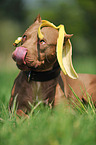 lying American Pit Bull Terrier