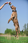 jumping American Pit Bull Terrier