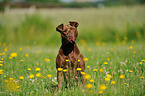 sitting American Pit Bull Terrier