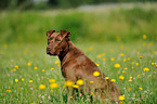 sitting American Pit Bull Terrier