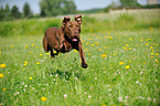 jumping American Pit Bull Terrier
