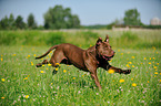 running American Pit Bull Terrier