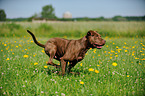 running American Pit Bull Terrier