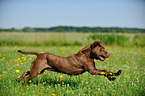 running American Pit Bull Terrier