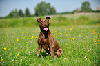 sitting American Pit Bull Terrier