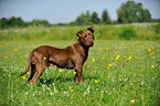 standing American Pit Bull Terrier