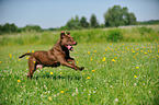 running American Pit Bull Terrier