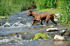 walking American Pit Bull Terrier