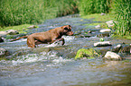 walking American Pit Bull Terrier