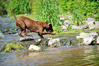 walking American Pit Bull Terrier