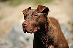 American Pit Bull Terrier Portrait