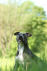 American Pit Bull Terrier Portrait