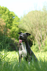 sitting American Pit Bull Terrier