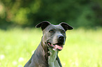 American Pit Bull Terrier Portrait