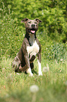 sitting American Pit Bull Terrier