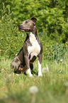 sitting American Pit Bull Terrier