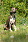 sitting American Pit Bull Terrier