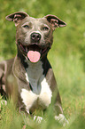 lying American Pit Bull Terrier